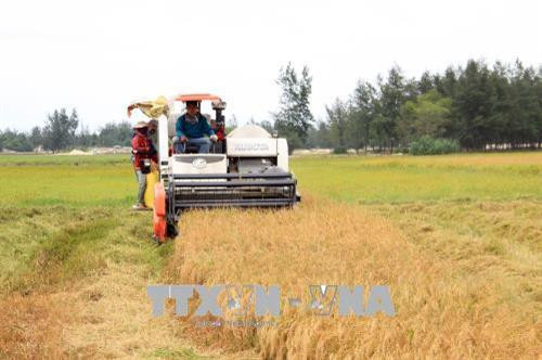 Người dân thôn Hà Tây (xã Triệu An, huyện Triệu Phong, tỉnh Quảng Trị) thu hoạch lúa trên ruộng cát không có nước và công trình thủy lợi phục vụ nước sản xuất. Ảnh: Trịnh Bang Nhiệm - TTXVN Người dân thôn Hà Tây (xã Triệu An, huyện Triệu Phong, tỉnh Quảng Trị) thu hoạch lúa trên ruộng cát không có nước và công trình thủy lợi phục vụ nước sản xuất. Ảnh: Trịnh Bang Nhiệm - TTXVN