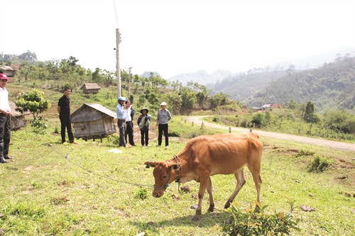 Huyện Đăk Glei đã chi hàng trăm tỷ đồng hỗ trợ đồng bào giống cây trồng và vật nuôi