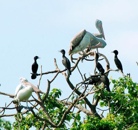 Vườn chim Bạc Liêu. Ảnh: dulich24.com.vn