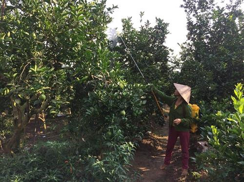 Sử dụng thuốc trừ sâu thảo dược phòng trừ các đối tượng sâu gây hại trên vườn cam. Ảnh: sittovietnam.com