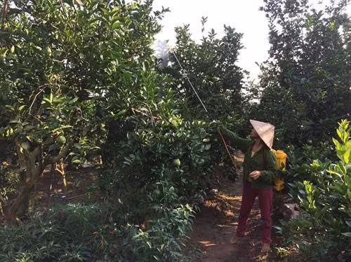 Sử dụng thuốc trừ sâu thảo dược phòng trừ các đối tượng sâu gây hại trên vườn cam. Ảnh: sittovietnam.com