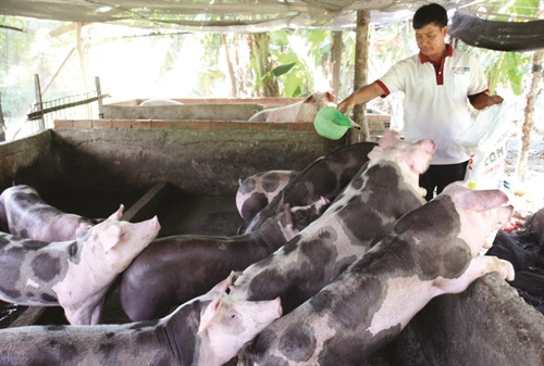 Mô hình chăn nuôi lợn theo quy trình khép kín, giảm ô nhiễm môi trường. Mô hình chăn nuôi lợn theo quy trình khép kín, giảm ô nhiễm môi trường.