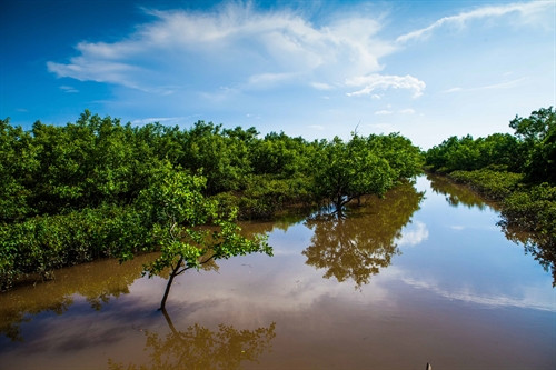 Sự thanh bình của rừng ngập mặn Quốc gia Xuân Thủy. Sự thanh bình của rừng ngập mặn Quốc gia Xuân Thủy.