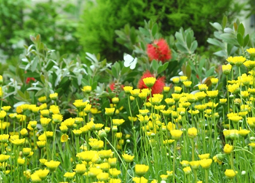 Lễ hội bướm Hampyeong thu hút du khách nhí ảnh 5