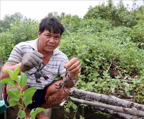 Anh Lê Minh Kháng thành công với mô hình nuôi ba khía dưới tán rừng phòng hộ ven biển. Ảnh: Lê Văn Sen - TTXVN