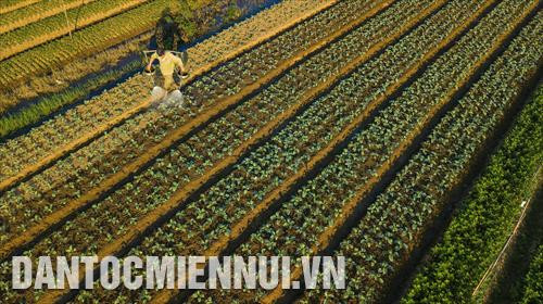 Tập trung trồng các loại cây vụ đông cho hiệu quả kinh tế cao