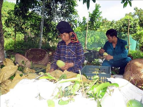 Người dân tại xã Chiềng Hặc, huyện Yên Châu phân loại xoài để xuất khẩu sang thị trường Anh. Ảnh: Hữu Quyết - TTXVN Người dân tại xã Chiềng Hặc, huyện Yên Châu phân loại xoài để xuất khẩu sang thị trường Anh. Ảnh: Hữu Quyết - TTXVN