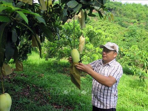 Người dân kiểm tra xoài trước khi thu hoạch. Ảnh: Hữu Quyết - TTXVN Người dân kiểm tra xoài trước khi thu hoạch. Ảnh: Hữu Quyết - TTXVN