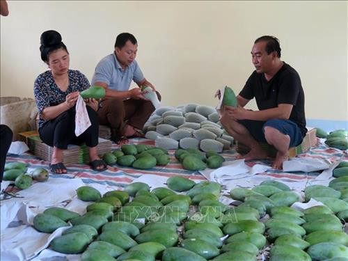 Phân loại, sơ chế xoài phục vụ xuất khẩu sang thị trường Anh. Ảnh: Hữu Quyết - TTXVN Phân loại, sơ chế xoài phục vụ xuất khẩu sang thị trường Anh. Ảnh: Hữu Quyết - TTXVN