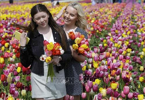 Du khách ngắm hoa Tulip tại Lễ hội Hoa Tulip thường niên ở Abbotsford, Canada ngày 26/4. Ảnh: THX/TTXVN Khách chụp ảnh lưu niệm tại Lễ hội Hoa Tulip ở Abbotsford, Canada, ngày 26/4. Ảnh: THX/TTXVN Du khách ngắm hoa Tulip tại Lễ hội Hoa Tulip thường niên ở Abbotsford, Canada ngày 26/4. Ảnh: THX/TTXVN Khách chụp ảnh lưu niệm tại Lễ hội Hoa Tulip ở Abbotsford, Canada, ngày 26/4. Ảnh: THX/TTXVN