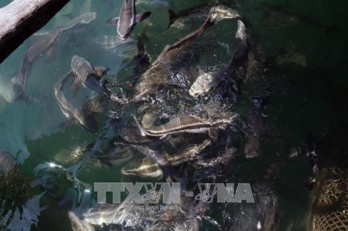 Nuôi cá lồng bè ở xã đảo Tiên Hải. Ảnh: Lê Huy Hải - TTXVN Nuôi cá lồng bè ở xã đảo Tiên Hải. Ảnh: Lê Huy Hải - TTXVN