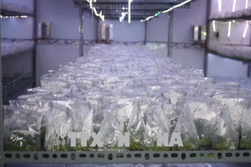 Nuôi cấy mô cây trồng được xem là tương lai của ngành nông nghiệp huyện Đức Cơ. Ảnh: Hoài Nam - TTXVN Nuôi cấy mô cây trồng được xem là tương lai của ngành nông nghiệp huyện Đức Cơ. Ảnh: Hoài Nam - TTXVN