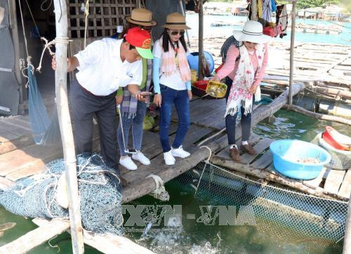 Khách du lịch thăm quan nơi nuôi cá lồng bè ở xã đảo Tiên Hải. Ảnh: Lê Huy Hải - TTXVN Khách du lịch thăm quan nơi nuôi cá lồng bè ở xã đảo Tiên Hải. Ảnh: Lê Huy Hải - TTXVN
