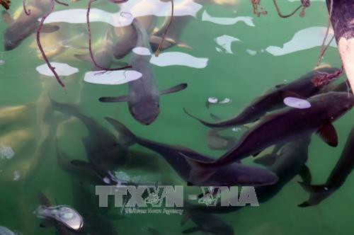 Lồng bè nuôi nhiều loại cá đặc sản phục vụ khách du lịch tham quan ở xã đảo Tiên Hải. Ảnh: Lê Huy Hải - TTXVN Lồng bè nuôi nhiều loại cá đặc sản phục vụ khách du lịch tham quan ở xã đảo Tiên Hải. Ảnh: Lê Huy Hải - TTXVN