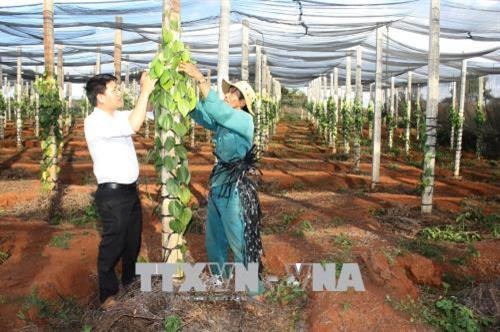 Một vườn tiêu nuôi cấy mô của người dân tại huyện Đức Cơ, tỉnh Gia Lai. Ảnh: Hoài Nam - TTXVN Một vườn tiêu nuôi cấy mô của người dân tại huyện Đức Cơ, tỉnh Gia Lai. Ảnh: Hoài Nam - TTXVN