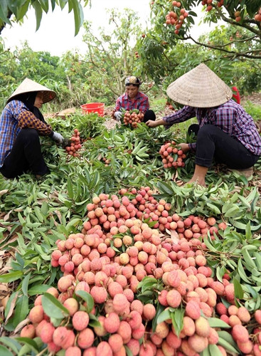 Thu hoạch vải thiều. Thu hoạch vải thiều.
