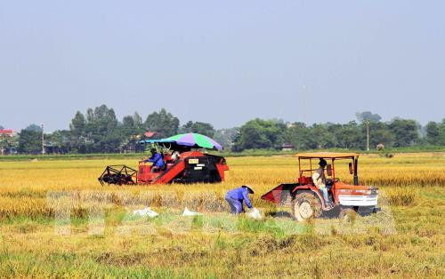 Cần Thơ xây dựng cánh đồng lớn không chạy theo số lượng. Ảnh: Văn Đức - TTXVN Cần Thơ xây dựng cánh đồng lớn không chạy theo số lượng. Ảnh: Văn Đức - TTXVN