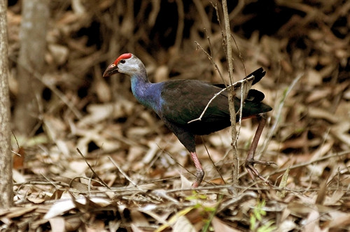 “Gà nước” một trong nhiều loài chim quý đang sinh sống tại Khu Bảo tồn đất ngập nước Láng Sen. “Gà nước” một trong nhiều loài chim quý đang sinh sống tại Khu Bảo tồn đất ngập nước Láng Sen.