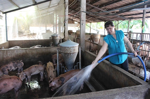 Mô hình nuôi heo (lợn) của gia đình chị Dương Thị Hảo ở ấp An Nghĩa (An Thới Đông, Cần Giờ) với đàn heo gần 100 con, cho thu nhập trên 50 triệu/năm.