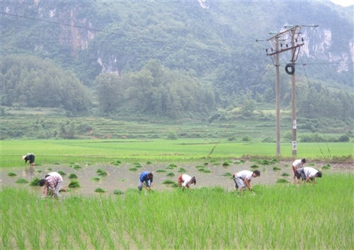Tranh thủ thời tiết thuận lợi, nông dân gieo cấy đúng thời vụ.