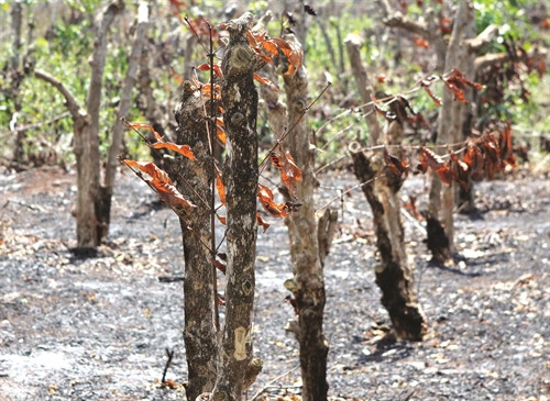 Cây cà phê ở Đắk Lắk bị phá bỏ do trồng trong vùng khô hạn, thiếu nước tưới. Cây cà phê ở Đắk Lắk bị phá bỏ do trồng trong vùng khô hạn, thiếu nước tưới.