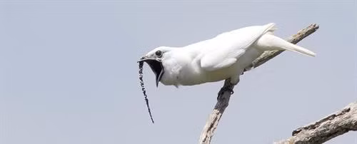 Bellbird - một loài chim nhiệt đới sống tại châu Mỹ, châu Đại dương và châu Á có tiếng hót vang như chuông. Ảnh: sciencealert.com Bellbird - một loài chim nhiệt đới sống tại châu Mỹ, châu Đại dương và châu Á có tiếng hót vang như chuông. Ảnh: sciencealert.com