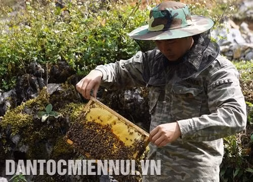 Thu hoạch mật ong. Ảnh: Nguyễn Chiến