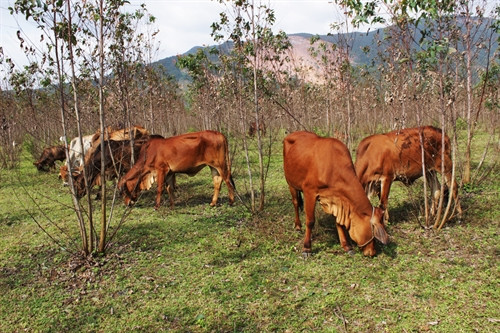 Bò được các hộ gia đình chăn thả tập trung theo vùng.