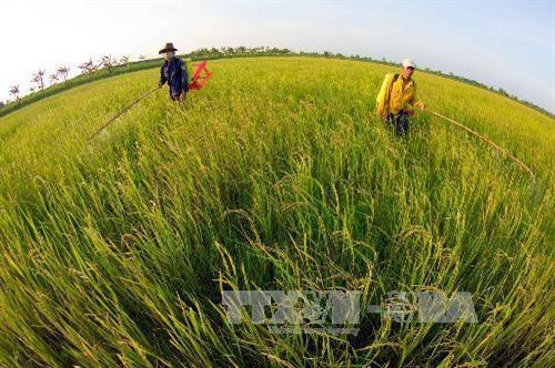 Mô hình sản xuất lúa gạo sạch theo hướng hữu cơ đem lại hiệu quả cao. Ảnh: TTXVN Mô hình sản xuất lúa gạo sạch theo hướng hữu cơ đem lại hiệu quả cao. Ảnh: TTXVN