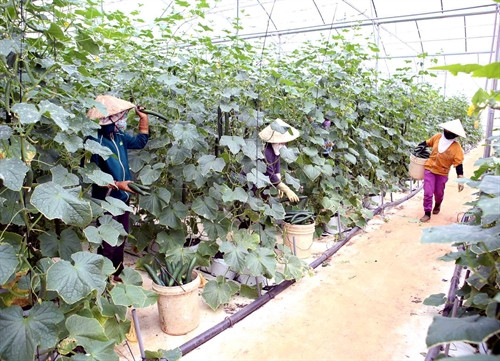 Thu hoạch rau tại trang trại của gia đình anh Nguyễn Văn Công ở xã Đa Quyn, huyện Đức Trọng. Xã đạt chuẩn Nông thôn mới năm 2015. Ảnh: Vũ Sinh – TTXVN