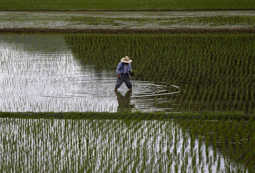 Cánh đồng lúa tại Satsumasendai, quận Kagoshima, Nhật Bản ngày 8/7. Reuters/ TTXVN