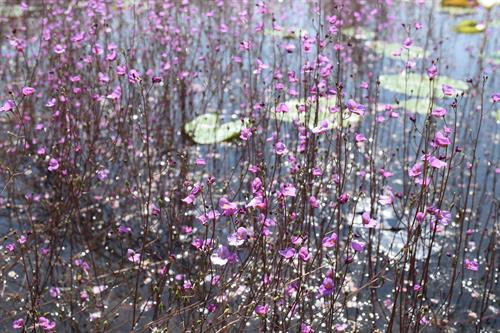 Cận cảnh hoa Nhĩ cán tím đang nở rộ tại Vườn Quốc gia Tràm Chim. Ảnh: Chương Đài - TTXVN Cận cảnh hoa Nhĩ cán tím đang nở rộ tại Vườn Quốc gia Tràm Chim. Ảnh: Chương Đài - TTXVN