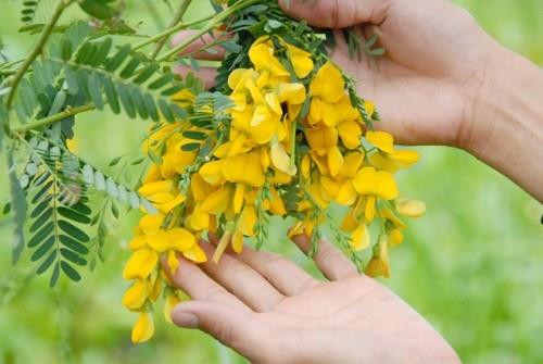 4 bài thuốc quý từ bông điên điển ảnh 2 4 bài thuốc quý từ bông điên điển ảnh 2