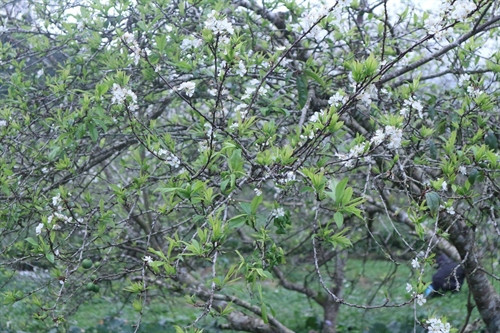 Những đồi hoa mận nở trắng trời Những đồi hoa mận nở trắng trời