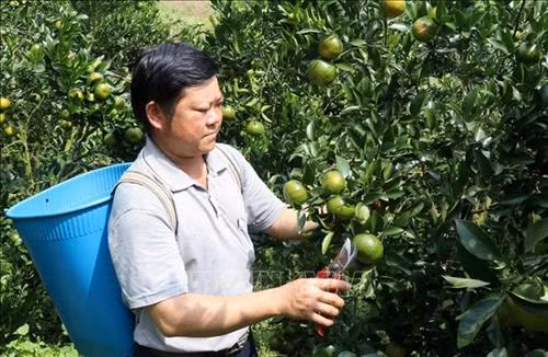 Người nông dân trong thị trấn Mường Khương thu hoạch quýt. Ảnh: Quốc Khánh - TTXVN