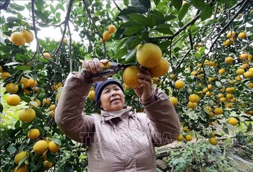 Trồng cam trên đồi mang lại hiệu quả kinh tế cao. Ảnh: Trần Việt - TTXVN