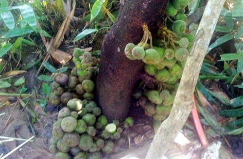 Ngõa mật - nồng say hương vị đồng rừng ảnh 2 Ngõa mật - nồng say hương vị đồng rừng ảnh 2