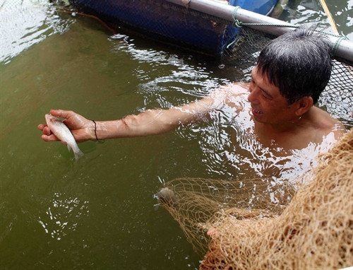 Giống cá trắm dễ thích nghi, sinh trưởng nhanh được gia đình ông Vi Quang Phùng, dân tộc Thái, ở bản Nhẵn, xã Thạch Giám cùng các hộ gia đình khác ở huyện Tương Dương nuôi từ vài năm nay. Giống cá trắm dễ thích nghi, sinh trưởng nhanh được gia đình ông Vi Quang Phùng, dân tộc Thái, ở bản Nhẵn, xã Thạch Giám cùng các hộ gia đình khác ở huyện Tương Dương nuôi từ vài năm nay.
