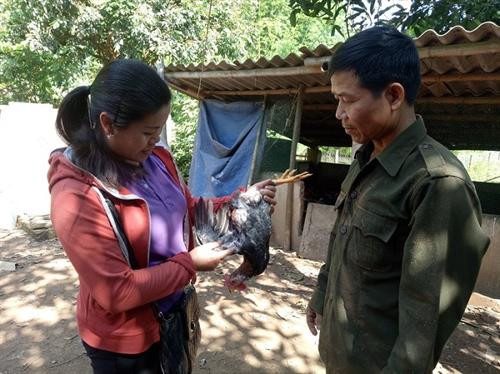 Cán bộ khuyến nông xã Hua La hướng dẫn kỹ thuật chăn nuôi gà thịt an toàn sinh học trên nền đệm lót. Ảnh : danviet.vn Cán bộ khuyến nông xã Hua La hướng dẫn kỹ thuật chăn nuôi gà thịt an toàn sinh học trên nền đệm lót. Ảnh : danviet.vn