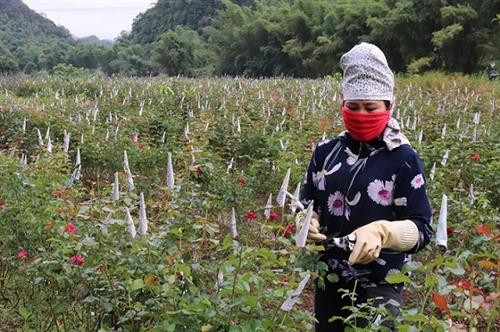 Số diện tích cây trồng kém hiệu quả được thay thế bằng cây hoa hồng góp phần nâng cao thu nhập cho người dân Hua La. Ảnh : danviet.vn Số diện tích cây trồng kém hiệu quả được thay thế bằng cây hoa hồng góp phần nâng cao thu nhập cho người dân Hua La. Ảnh : danviet.vn