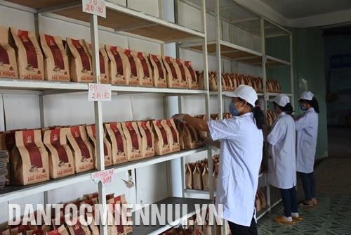 Hợp tác xã nông nghiệp sản xuất và thương mại Sáu Nhung ở huyện Đăk Hà là một trong những hợp tác xã điển hình tiên tiến của tỉnh Kon Tum về giải quyết việc làm, sản xuất kinh doanh hiệu quả và đóng góp tích cực vào sự phát triển kinh tế - xã hội địa phương. Ảnh: Văn Phương