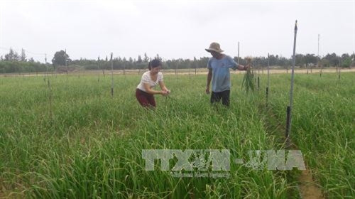 Hộ ông Huỳnh Là xã Bình Thạnh kiểm tra đồng tỏi. Ảnh: Sỹ Thắng-TTXVN Hộ ông Huỳnh Là xã Bình Thạnh kiểm tra đồng tỏi. Ảnh: Sỹ Thắng-TTXVN