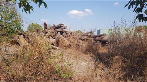 Công văn số 3911/UBND-TH ngày 30/12/2019 của UBND tỉnh Bình Phước về việc tiêu hủy lâm sản tồn tại các dự án trên địa bàn tỉnh Bình Phước. Nguyên nhân phải tiêu hủy là do “toàn bộ lâm sản tồn tại các dự án trên địa bàn tỉnh đã bị hư hỏng, mục nát, không còn sử dụng được”. Hình thức tiêu hủy số lượng gỗ nói trên là…để tự mục tại hiện trường. Trong ảnh: Số gỗ rừng còn sót lại đang bị mục nát tại một bãi tập kết gỗ ở thành phố Đồng Xoài. Ảnh: Đậu Tất Thành – TTXVN.