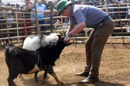 Công tác chuẩn bị nơi chọi dê được tiến hành từ sáng sớm. Ảnh: Phan Tuấn Anh - TTXVN Người dân mang dê đến thi đấu tại xã Xá Nhè. Tiêu chuẩn của dê chọi là dê đực từ 2 tuổi trở lên, ngoại hình cân đối, khỏe mạnh, sừng chắc khỏe, chân móng to, nhanh nhẹn, linh hoạt, không nhiễm các bệnh về gia súc. Ảnh: Phan Tuấn Anh - TTXVN Để cân trọng lượng dê, các chủ dê phải bế từng con lên cân. Ảnh: Phan Tuấn Anh - TTXVN Để kích thích các “đấu sĩ” dê thi đấu, trọng tài cầm sừng của các đối thủ cọ vào nhau. Ảnh: Phan Tuấn Anh - TTXVN Những "đấu sĩ" dê được buộc riêng trước khi thi đấu. Ảnh: Phan Tuấn Anh - TTXVN Tiêu chuẩn của dê chọi là dê đực từ 2 tuổi trở lên, ngoại hình cân đối, khỏe mạnh, sừng chắc khỏe, chân móng to, nhanh nhẹn, linh hoạt, không nhiễm các bệnh về gia súc. Ảnh: Phan Tuấn Anh - TTXVN Miếng đánh “hổ vồ” của dê số 13. Ảnh: Phan Tuấn Anh - TTXVN Một em bé được bố đưa đi xem chọi dê. Ảnh: Phan Tuấn Anh - TTXVN Công tác chuẩn bị nơi chọi dê được tiến hành từ sáng sớm. Ảnh: Phan Tuấn Anh - TTXVN Người dân mang dê đến thi đấu tại xã Xá Nhè. Tiêu chuẩn của dê chọi là dê đực từ 2 tuổi trở lên, ngoại hình cân đối, khỏe mạnh, sừng chắc khỏe, chân móng to, nhanh nhẹn, linh hoạt, không nhiễm các bệnh về gia súc. Ảnh: Phan Tuấn Anh - TTXVN Để cân trọng lượng dê, các chủ dê phải bế từng con lên cân. Ảnh: Phan Tuấn Anh - TTXVN Để kích thích các “đấu sĩ” dê thi đấu, trọng tài cầm sừng của các đối thủ cọ vào nhau. Ảnh: Phan Tuấn Anh - TTXVN Những "đấu sĩ" dê được buộc riêng trước khi thi đấu. Ảnh: Phan Tuấn Anh - TTXVN Tiêu chuẩn của dê chọi là dê đực từ 2 tuổi trở lên, ngoại hình cân đối, khỏe mạnh, sừng chắc khỏe, chân móng to, nhanh nhẹn, linh hoạt, không nhiễm các bệnh về gia súc. Ảnh: Phan Tuấn Anh - TTXVN Miếng đánh “hổ vồ” của dê số 13. Ảnh: Phan Tuấn Anh - TTXVN Một em bé được bố đưa đi xem chọi dê. Ảnh: Phan Tuấn Anh - TTXVN