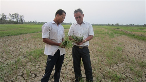 Tình trạng xâm nhập mặn sớm khiến bà con chịu thiệt hại nặng nề. Tình trạng xâm nhập mặn sớm khiến bà con chịu thiệt hại nặng nề.