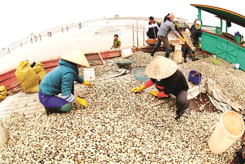 Phân loại ngao trước khi đem đi tiêu thụ Phân loại ngao trước khi đem đi tiêu thụ