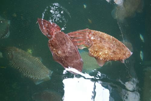 Phong phú sản vật biển mực cá tươi và đặc sản tôm hùm đã thu hút thực khách tìm đến hòn đảo xinh đẹp Ba Bình. Ảnh: Dương Chí Tưởng-TTXVN Phong phú sản vật biển mực cá tươi và đặc sản tôm hùm đã thu hút thực khách tìm đến hòn đảo xinh đẹp Ba Bình. Ảnh: Dương Chí Tưởng-TTXVN