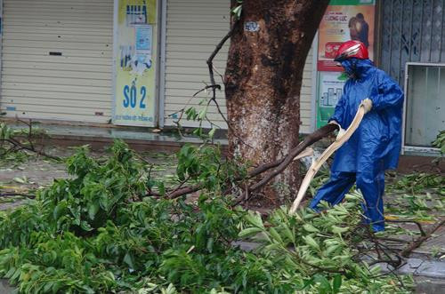 Dọn dẹp cây đổ gãy sau bão số 10. Ảnh: Đức Thọ - TTXVN