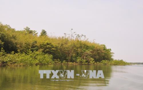 Trồng rừng bán ngập trong các hồ thủy điện. Ảnh: Đậu Tất Thành - TTXVN Trồng rừng bán ngập trong các hồ thủy điện. Ảnh: Đậu Tất Thành - TTXVN