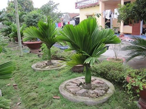 Trồng cây cau lùn mang may mắn, phát tài cho gia chủ. Ảnh: vietq.vn
